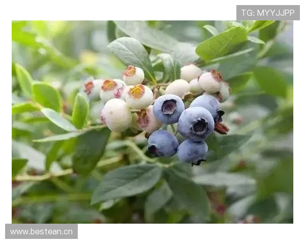 欧文家的冰箱里只放椰子水和有机蓝莓？